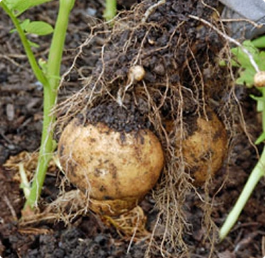 Root Crops