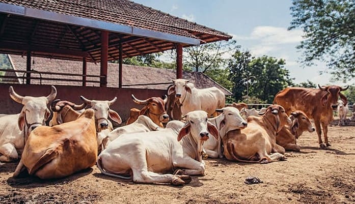 Gau Seva