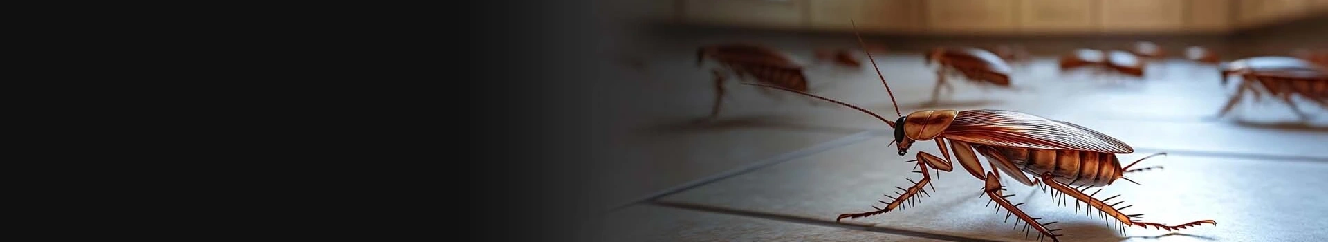 Effective Pest Control Solutions