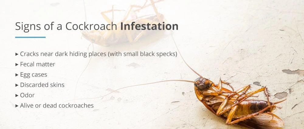 Eco-friendly cockroach control solutions