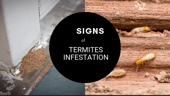 Termite control in coimbatore