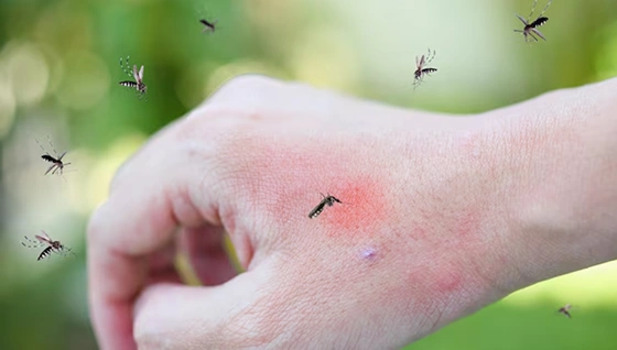 mosquito fogging services coimbatore