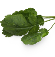 Top Vaan Kozhi Briyani Hotel in Coimbatore