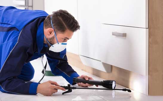 pest Deep Cleaning Service